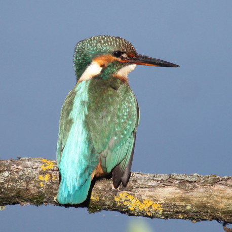 Kingfisher Lackford 7