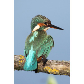 Kingfisher Lackford 9