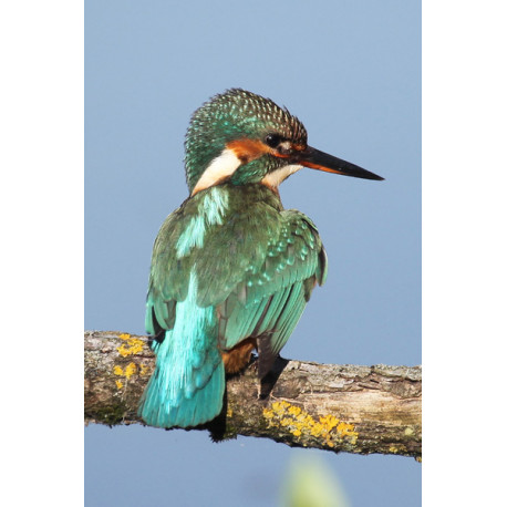 Kingfisher Lackford 9