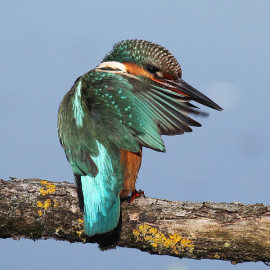 Kingfisher Lackford 10