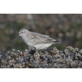 Knot Winter Plummage