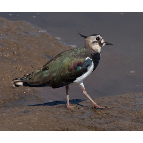 Lapwing 2018