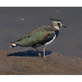 Lapwing 2018 1