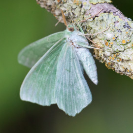 Large Emerald Moth