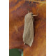 Large Wainscot Moth