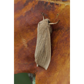 Large Wainscot Moth