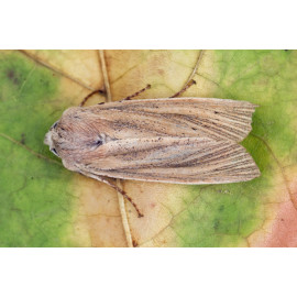 Large Wainscot Moth 1