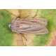 Large Wainscot Moth 1
