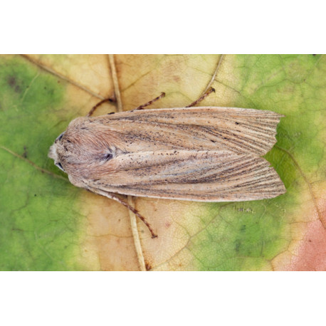 Large Wainscot Moth 1