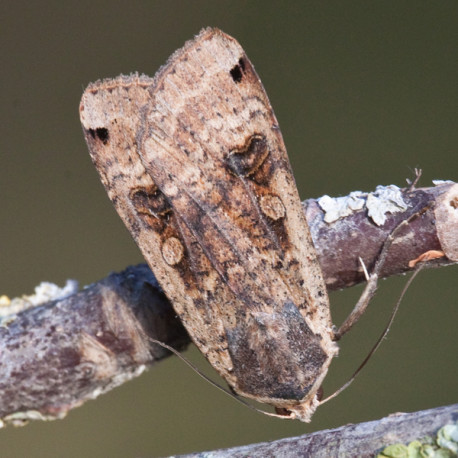 Large Yellow Underwing