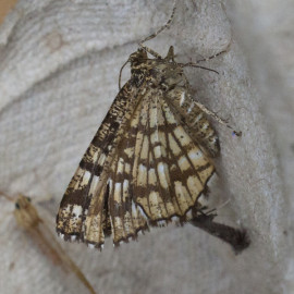 Latticed Heath Moth