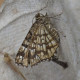 Latticed Heath Moth