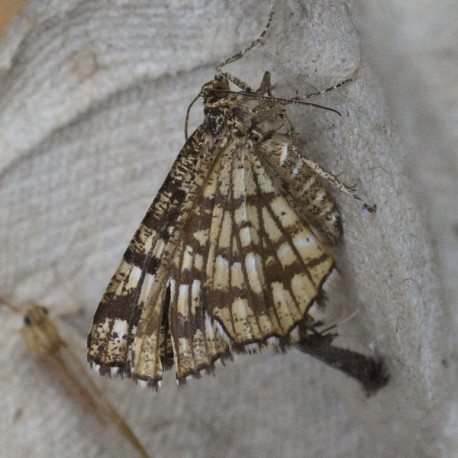 Latticed Heath Moth