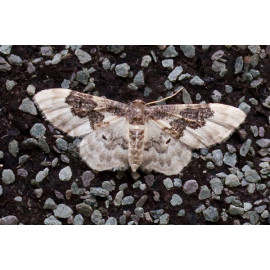 Least Carpet Moth