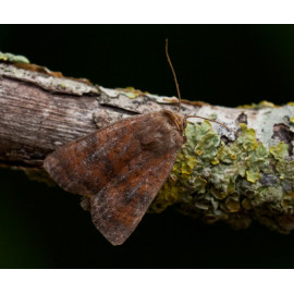 Least Yellow Underwing Moth