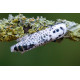 Leopard Moth
