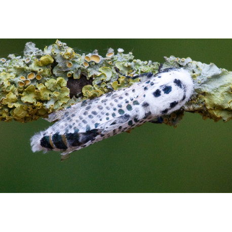 Leopard Moth