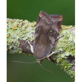 Lesser Broad Bordered Yellow Underwing
