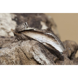 Lesser Swallow Prominent