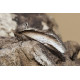 Lesser Swallow Prominent