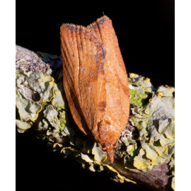 Light Brown Apple moth
