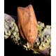 Light Brown Apple moth