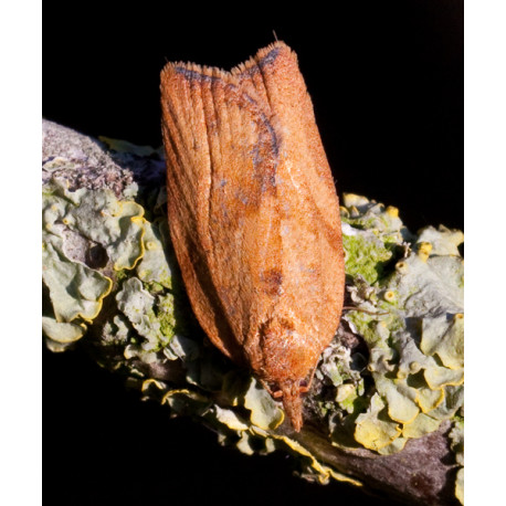 Light Brown Apple moth