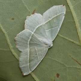 Light Emerald