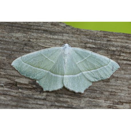 Light Emerald 1