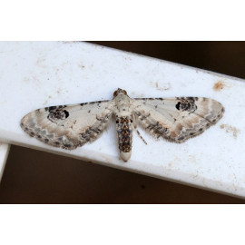 Lime Speck Pug
