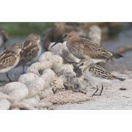 Little Stint Lincolnshire