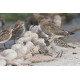 Little Stint Lincolnshire