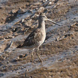Long Billed Dowitcher Lincolnshire 2