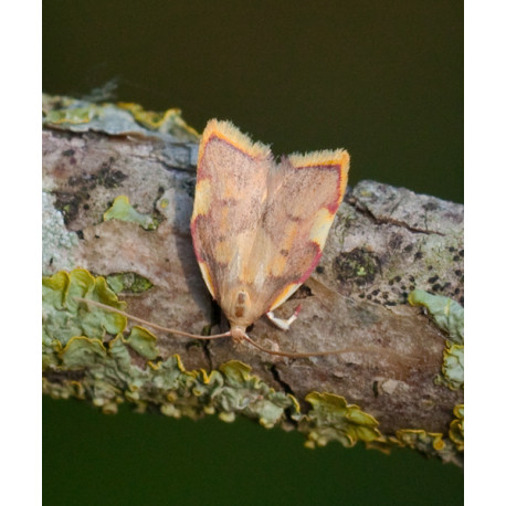 Long Horn Flat Body Moth