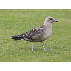 Long Tailed Skua Northumberland 1