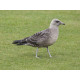 Long Tailed Skua Nothumberland 1