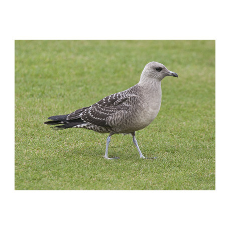 Long Tailed Skua Nothumberland 1