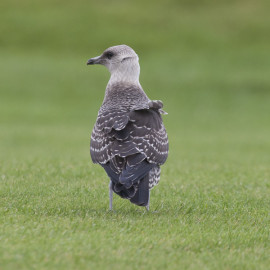 Long Tailed Skua Northumberland 2