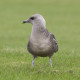Long Tailed Skua Northumberland 3