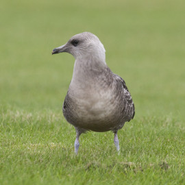 Long Tailed Skua Northumberland 3