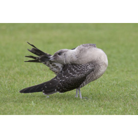 Long Tailed Skua Northumberland 4