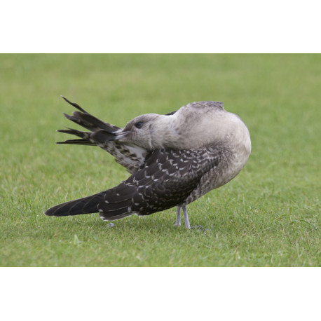 Long Tailed Skua Northumberland 4
