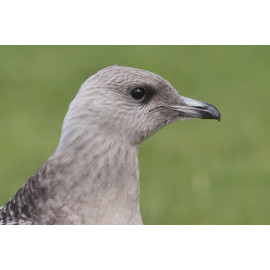 Long Tailed Skua Northumberland 5