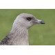 Long Tailed Skua Northumberland 5