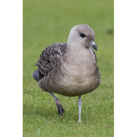Long Tailed Skua Northumberland 6