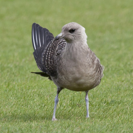 Long Tailed Skua Northumberland 7