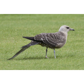 Long Tailed Skua Northumberland 8