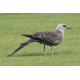 Long Tailed Skua Northumberland 7