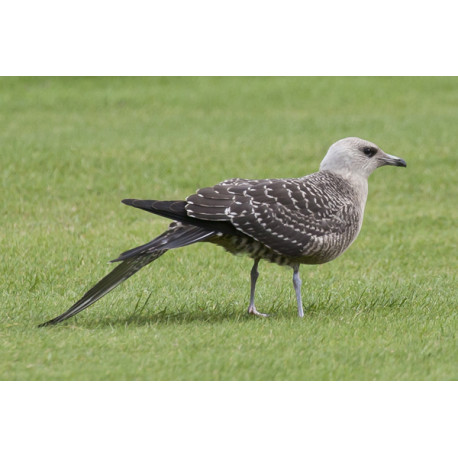 Long Tailed Skua Northumberland 7