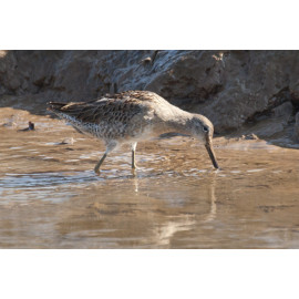 Long Billed Dowitcher Lincolnshire